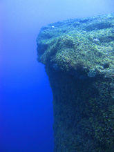 フレミングの写真